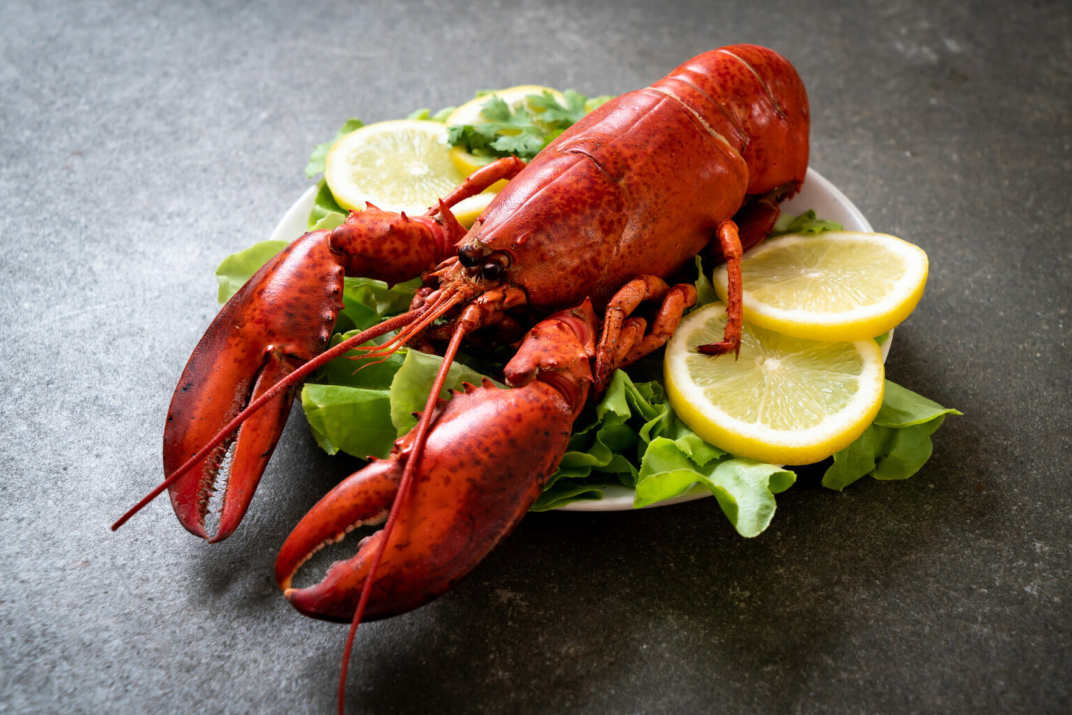 Cooked Boston Lobster 350 450g Savour Gourmet